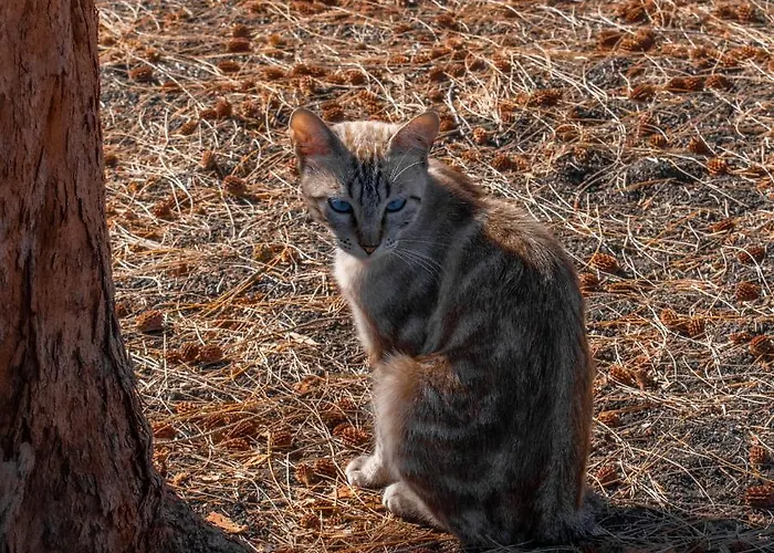 Hyde Park Lane מלון דירות פוארטו דל כרמן