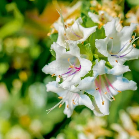 Hyde Park Lane Aparthotel 4*