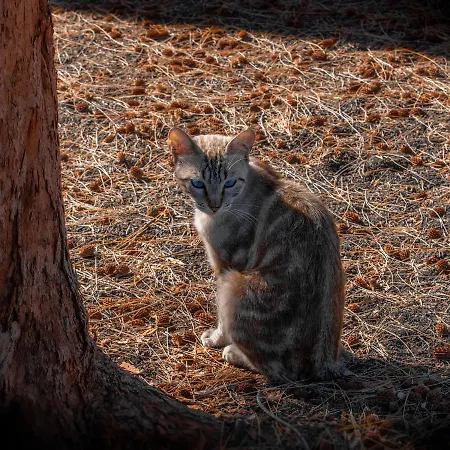 Hyde Park Lane Aparthotel Puerto del Carmen (Lanzarote)